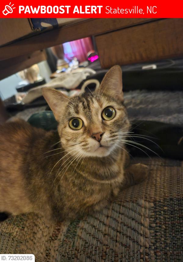 Lost Female Cat last seen Near Mocksville Hwy, Statesville, NC 28625