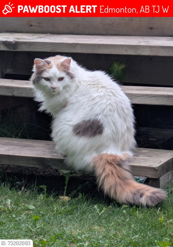 Lost Female Cat last seen Near 113 a st nw, Edmonton, AB T6J 6W4