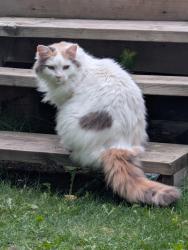Lost Female Cat last seen Near 113 a st nw, Edmonton, AB T6J 6W4