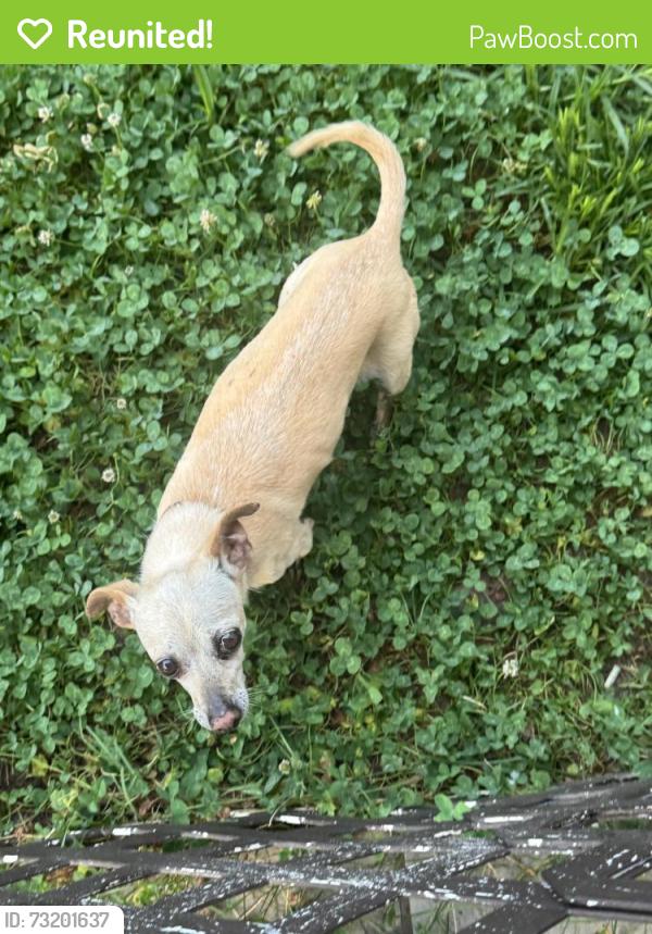 Reunited Female Dog last seen Near Braymoor Dr, Lawrenceville, GA 30043