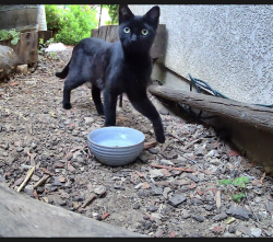 Found/Stray Unknown Cat last seen Stratford drive & Esther drive, San Jose, San Jose, CA 95124