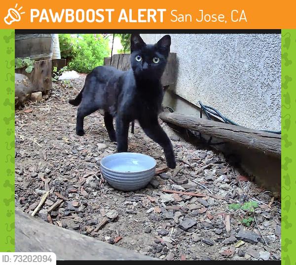 Found/Stray Unknown Cat last seen Stratford drive & Esther drive, San Jose, San Jose, CA 95124