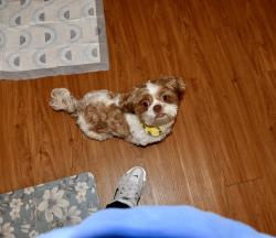 Reunited Male Dog last seen Lawrenceville, Lawrenceville, GA 30046