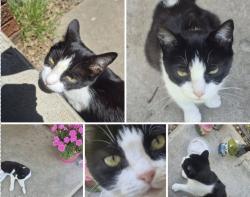 Lost Female Cat last seen E Cherry St, Springfield, MO, Springfield, MO 65802