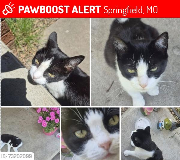 Lost Female Cat last seen E Cherry St, Springfield, MO, Springfield, MO 65802