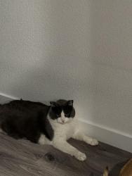 Reunited Male Cat last seen Elgin ridge st, Nampa, ID 83687