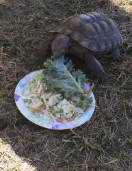 Lost Female Other last seen Casimir/180th, Torrance, CA 90504