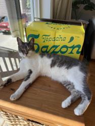 Lost Female Cat last seen Hyde and Pacific. Or Hyde and Broadway, San Francisco, CA 94109