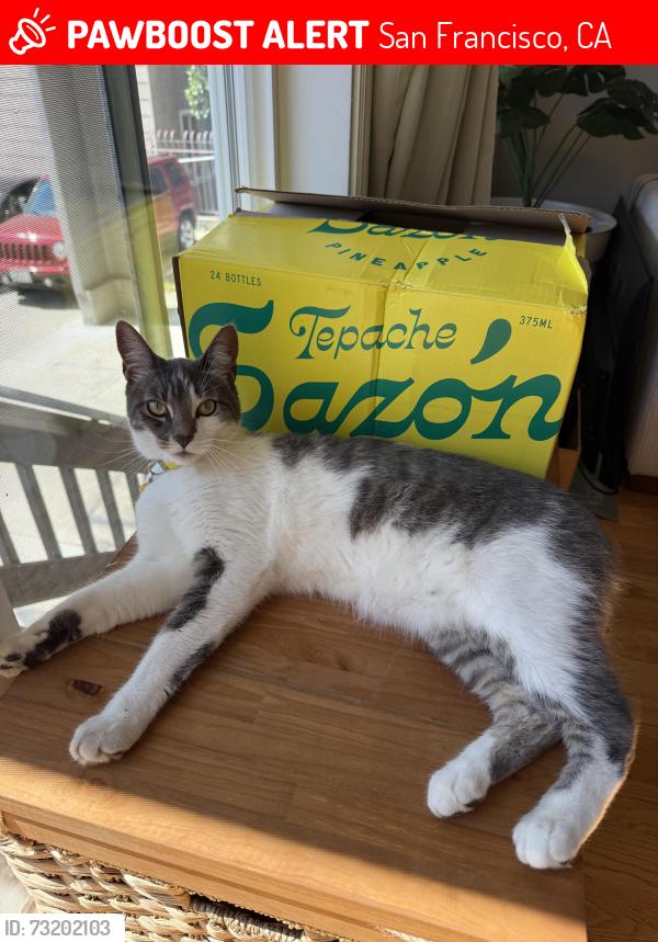 Lost Female Cat last seen Hyde and Pacific. Or Hyde and Broadway, San Francisco, CA 94109