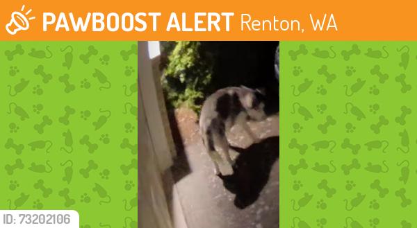 Found/Stray Unknown Dog last seen NE 20th St, Renton, WA 98056