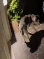Found/Stray Unknown Dog last seen NE 20th St, Renton, WA 98056