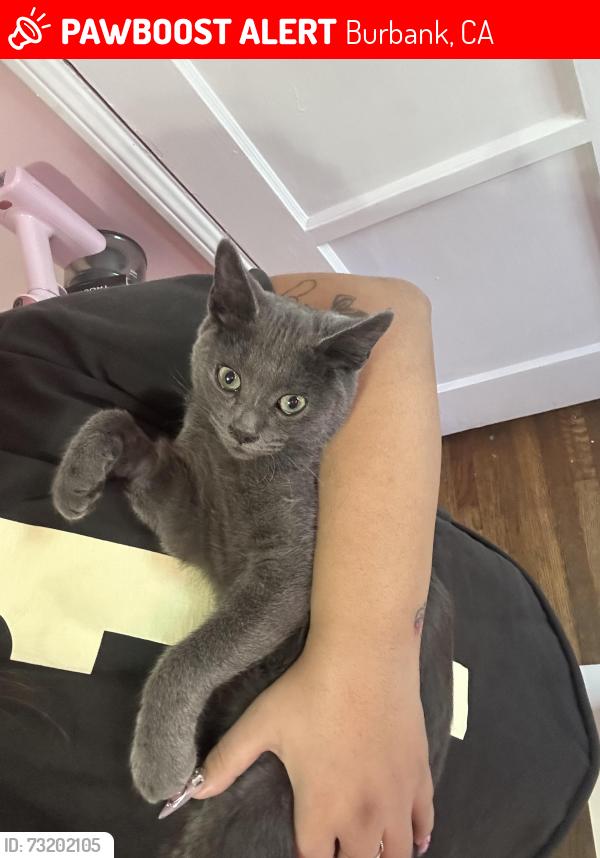 Lost Male Cat last seen Clybourn and victory, Burbank, CA 91505