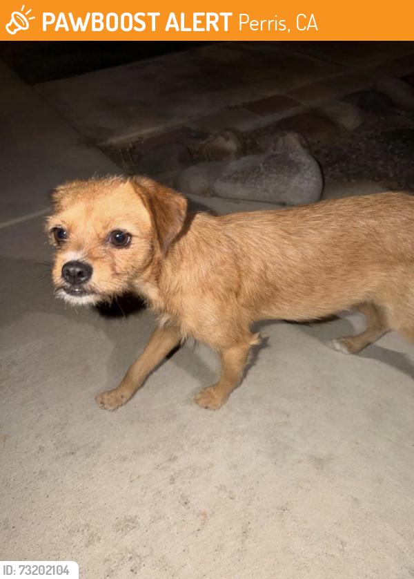 Found/Stray Female Dog last seen Evans and Rider, Perris, CA 92571