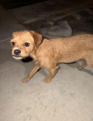 Found/Stray Female Dog last seen Evans and Rider, Perris, CA 92571