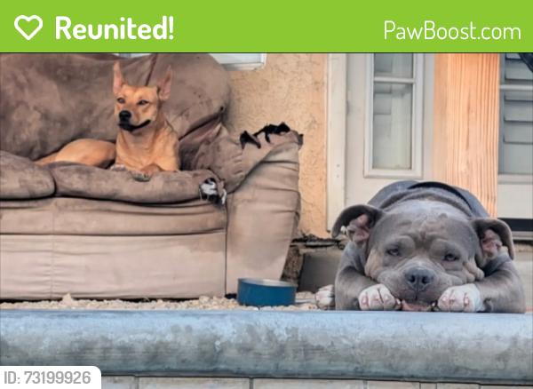 Reunited Female Dog last seen Palmdale road and Bellflower road, Adelanto, CA 92301