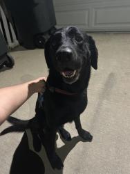 Reunited Male Dog last seen E Congress St, Colton, CA 92324, USA, Colton, CA 92324