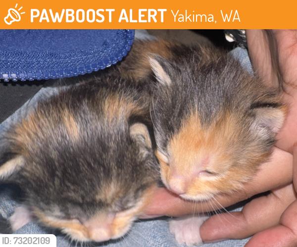 Found/Stray Female Cat last seen yakima, Yakima, WA 98902