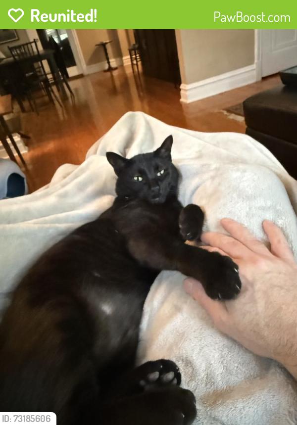 Reunited Male Cat last seen Near S Rosebury Ave, Clayton, MO 63105, USA, Clayton, MO 63105