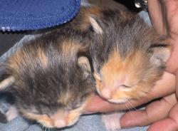 Found/Stray Female Cat last seen yakima, Yakima, WA 98902
