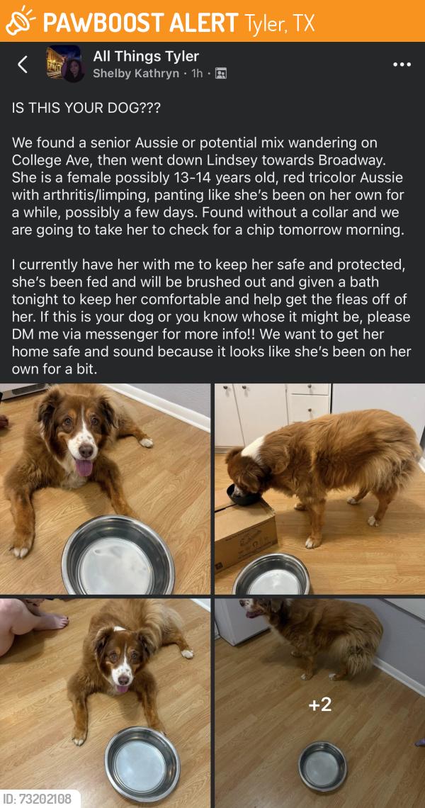 Found/Stray Female Dog last seen Lindsey Lane and College Ave, Tyler, TX 75701