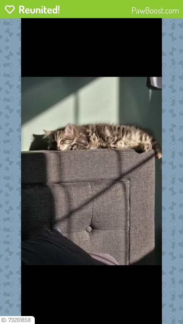 Reunited Female Cat last seen Silver leaf subdivision, Joliet, IL 60431