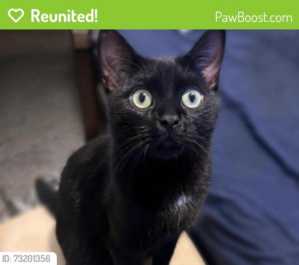 Reunited Male Cat last seen Belmont and Cedar, Manchester, NH 03103