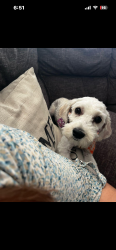 Lost Female Dog last seen Bear gulch park, Rancho Cucamonga, CA 91730