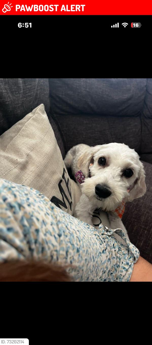Lost Female Dog last seen Bear gulch park, Rancho Cucamonga, CA 91730