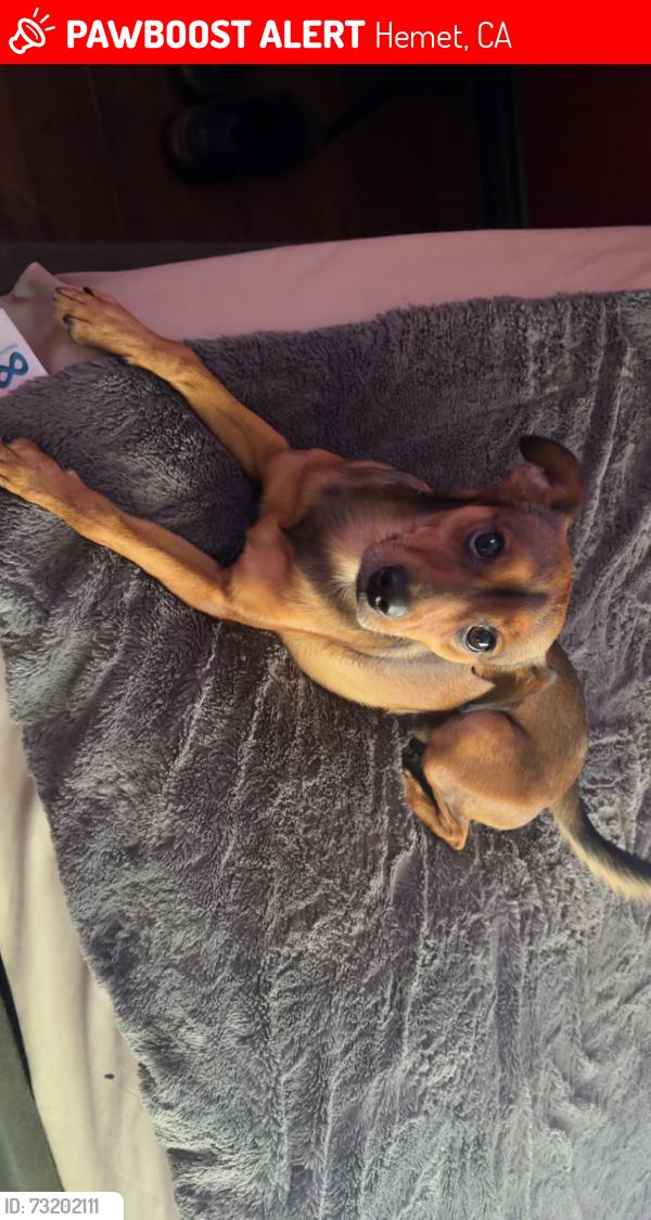Lost Male Dog last seen Charles st and soboba, Hemet, CA 92544