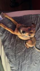 Lost Male Dog last seen Charles st and soboba, Hemet, CA 92544