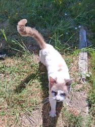 Found/Stray Male Cat last seen Corner of douglas and 6th, Gervais, OR 97026