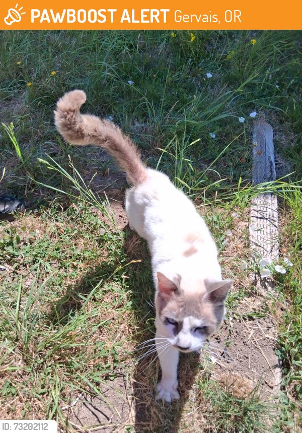 Found/Stray Male Cat last seen Corner of douglas and 6th, Gervais, OR 97026