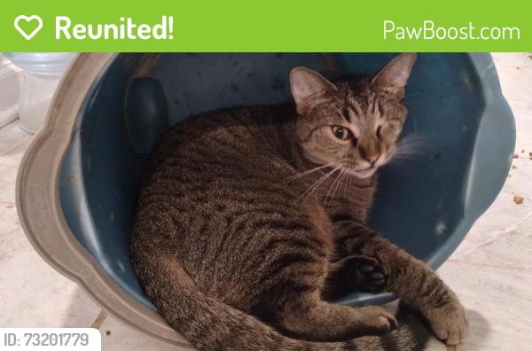 Reunited Male Cat last seen Bristlecone Road, Fayetteville, North Carolina, Fayetteville, NC 28311