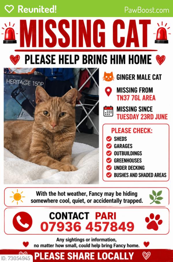 Reunited Male Cat last seen Conquest hosp the ridge, Hastings, England TN37 7GL