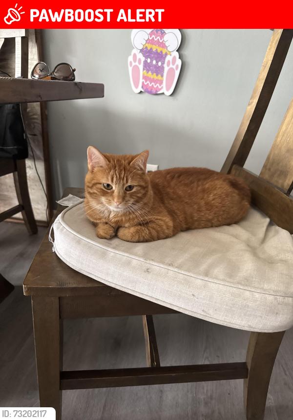 Lost Female Cat last seen Perry drive and Jackson Ave, Jackson Township, OH 44646