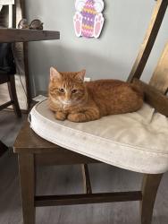 Lost Female Cat last seen Perry drive and Jackson Ave, Jackson Township, OH 44646