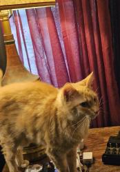 Lost Female Cat last seen Near Mocksville Hwy, Statesville, NC 28625