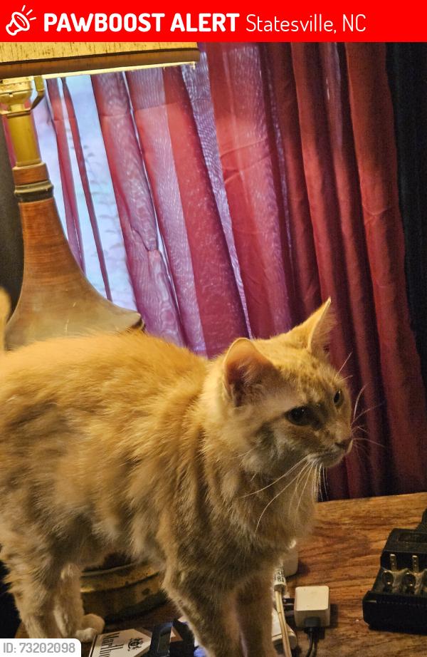 Lost Female Cat last seen Near Mocksville Hwy, Statesville, NC 28625