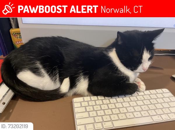 Lost Male Cat last seen Orange St & Girard St, Norwalk, CT 06851