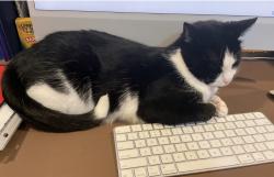 Lost Male Cat last seen Orange St & Girard St, Norwalk, CT 06851