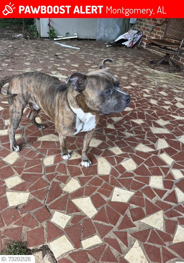 Lost Male Dog last seen Park, Montgomery, AL 36107