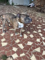 Lost Male Dog last seen Park, Montgomery, AL 36107