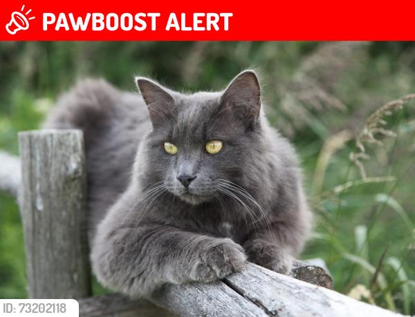 Lost Male Cat last seen Near boul Cadieux, Beauharnois, QC J6N 2E9