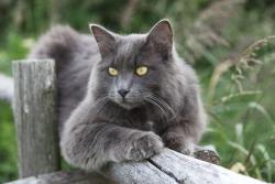 Lost Male Cat last seen Near boul Cadieux, Beauharnois, QC J6N 2E9