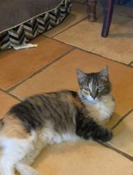 Lost Female Cat last seen Spruce and Herndon in the HOPE Animal Foundation parking lot, Fresno, CA 93722