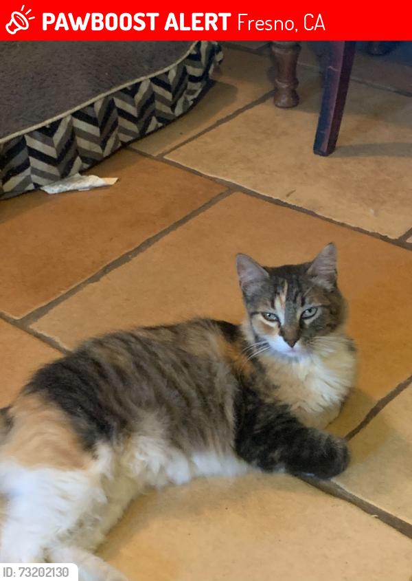 Lost Female Cat last seen Spruce and Herndon in the HOPE Animal Foundation parking lot, Fresno, CA 93722