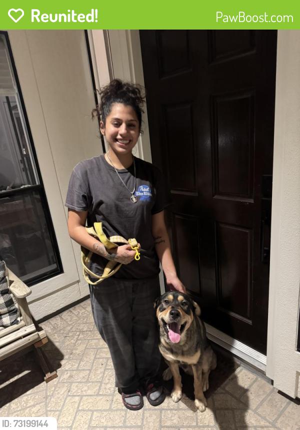 Reunited Male Dog last seen Third coast volleyball, Houston, TX 77036