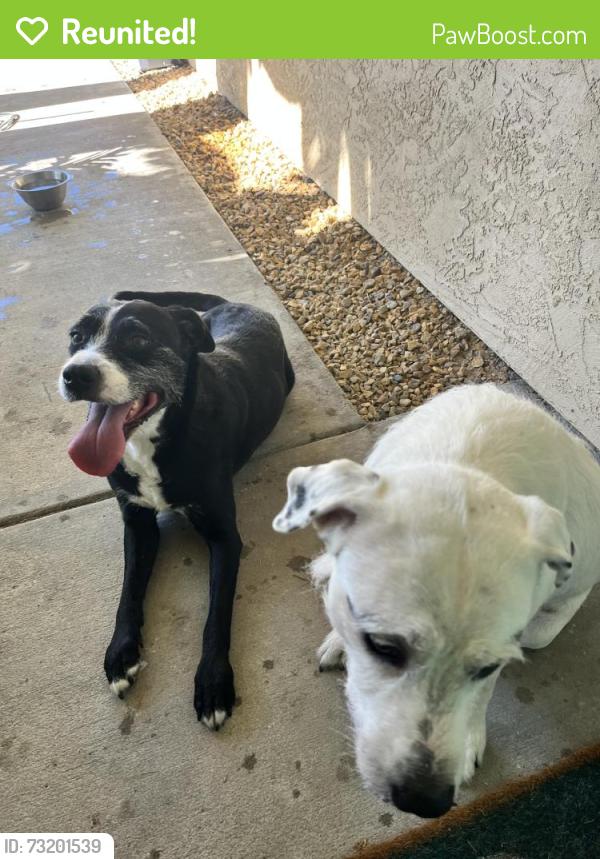 Reunited Female Dog last seen Carlsbad -Tamarack Point area, Carlsbad, CA 92010