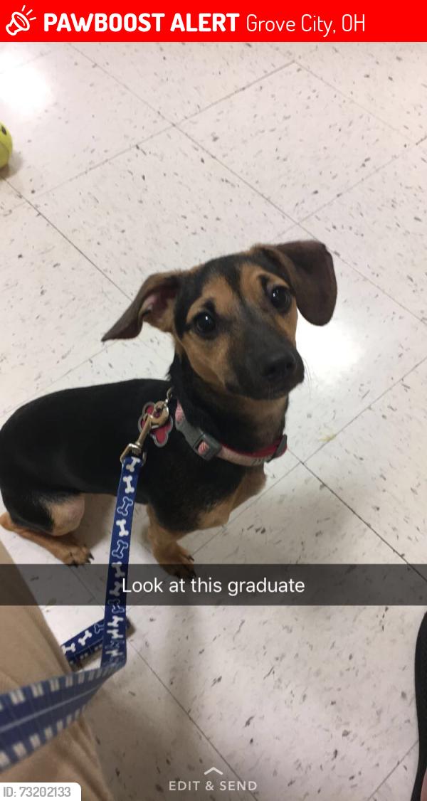 Lost Female Dog last seen Big run south road, Grove City, OH 43123