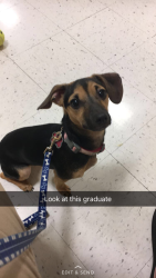 Lost Female Dog last seen Big run south road, Grove City, OH 43123
